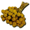 Longan